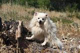 SPITZ ALLEMAND 484